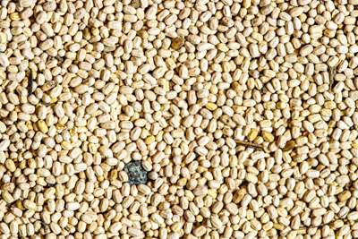 Drywood Termite Images