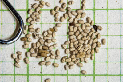 Drywood Termite Images