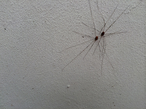 Daddy Longlegs